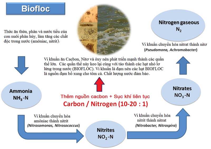 Biofloc là gì - cách nuôi tôm theo công nghệ Biofloc