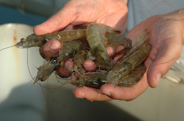 Factors Affecting Shrimp Survival Rate