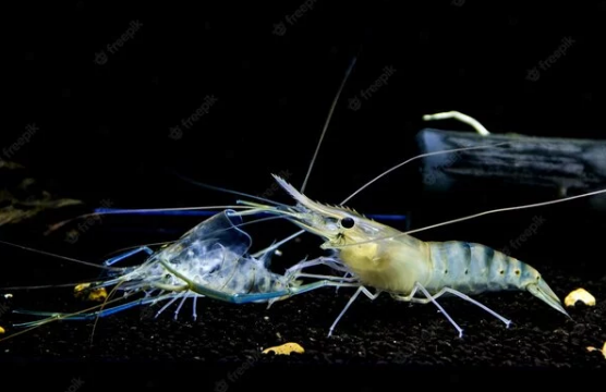 THIS IS THE PROCESS OF MOLTING IN SHRIMP AND HOW TO HANDLE IT