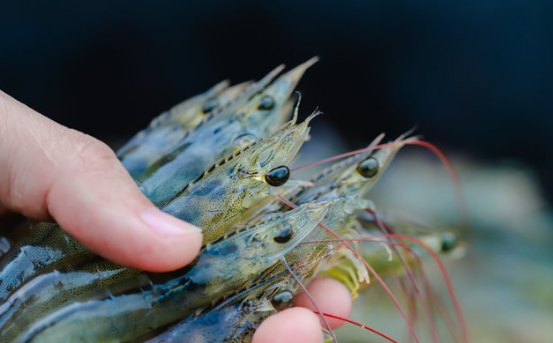 Alliance to establish crustacean gene editing technology
