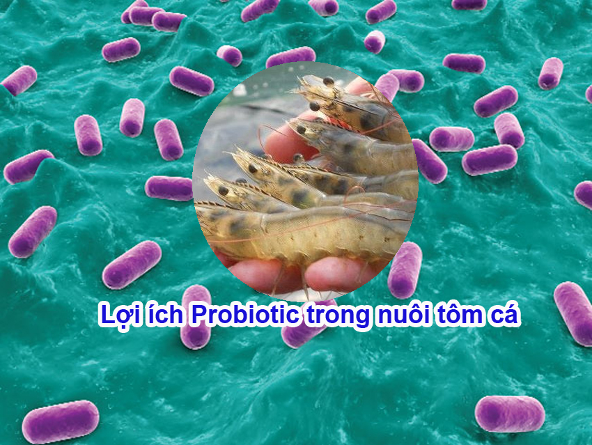 Lợi ích Probiotic trong nuôi tôm cá