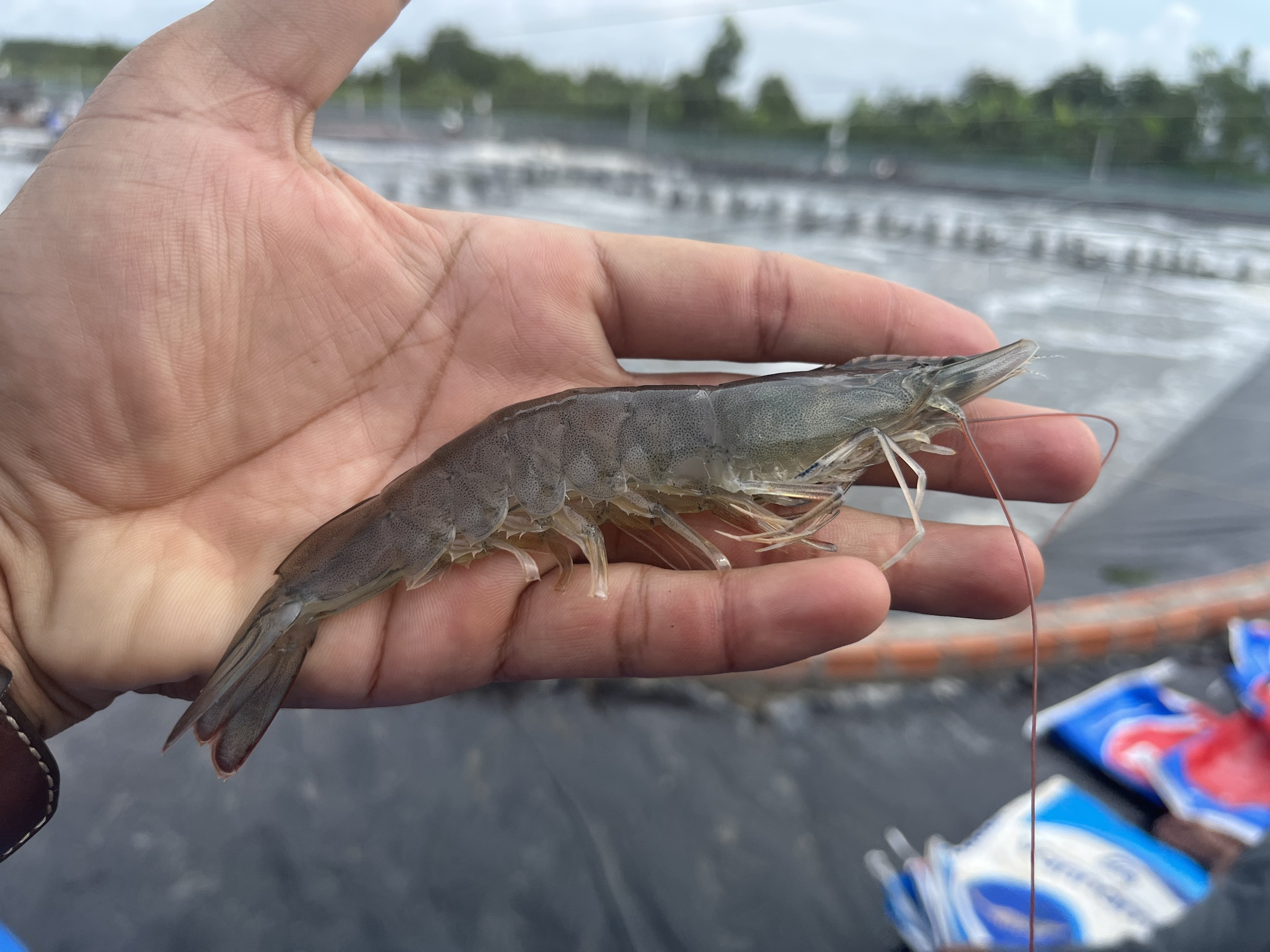 These are 11 Characteristics of Healthy and Diseased Shrimp