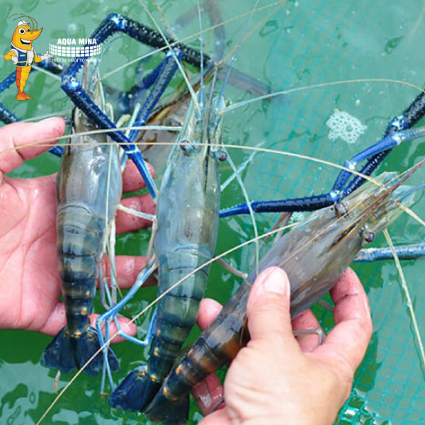 In 2023, the people in Tra Vinh province welcomed the good news of giant river prawn farming