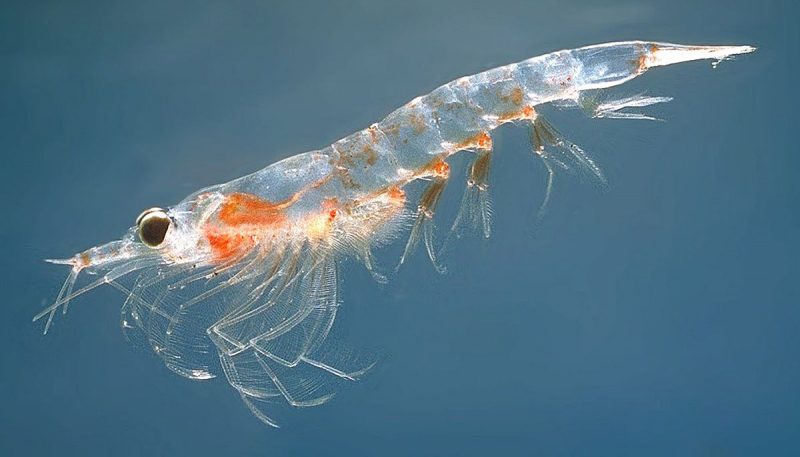 Pacific white shrimp thrive with Antarctic krill in the diet