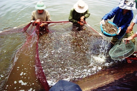Tôm và cá tra tiếp tục là mặt hàng xuất khẩu chủ lực của thủy sản Việt