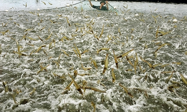 Ninh Bình: Sản lượng thủy sản tháng 7-2022 ước đạt 5,5 nghìn tấn