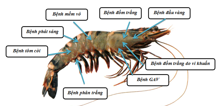 11 Loại Bệnh Tôm Thường Gặp Trong Quá Trình Nuôi Trồng