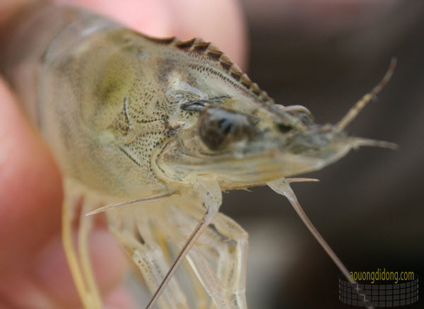 HOW CAN WE DEAL WITH TOXIC GASES NH3 AND NO2 IN INDUSTRIAL SHRIMP PONDS?