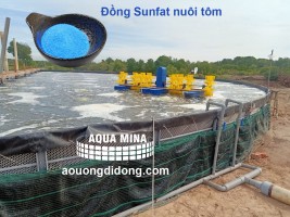 Aqua mina hướng dẫn cách sử dụng Đồng sunfat nuôi tôm