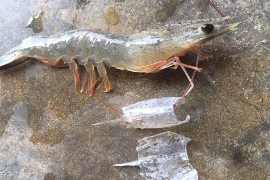 Bệnh đốm trắng (WSD) trên tôm: Nguyên nhân, dấu hiệu và cách chẩn đoán chính xác