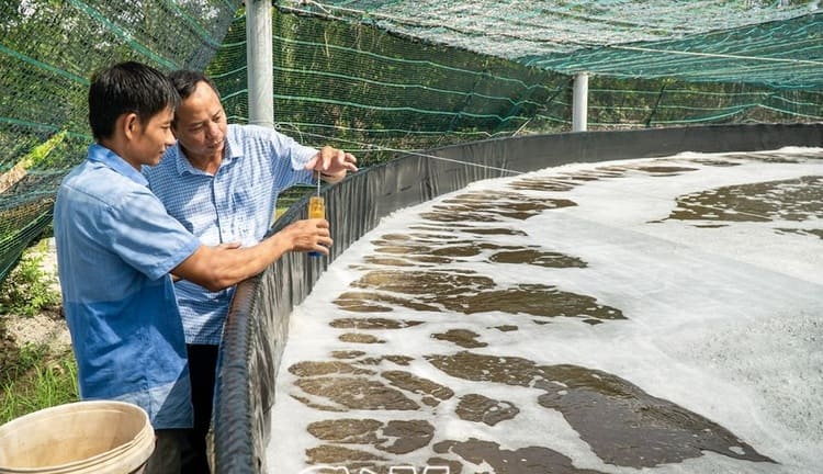 Cà Mau cảnh báo dịch bệnh trên tôm