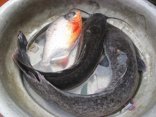 Các loài cá ăn tạp dễ nuôi