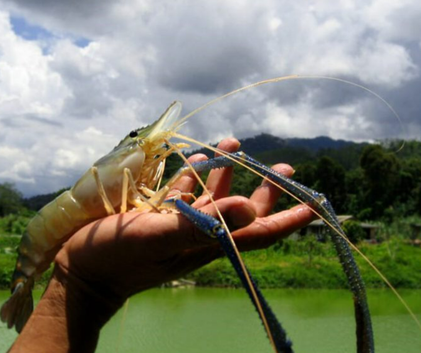 Chia sẻ: Đột phá lợi nhuận từ mô hình nuôi tôm càng xanh toàn đực