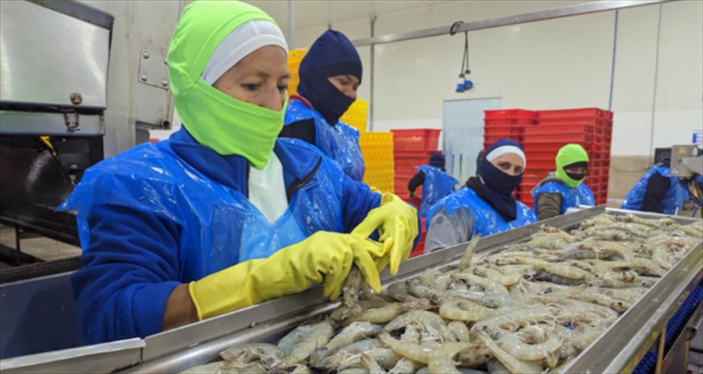Ecuador dẫn đầu xuất khẩu tôm toàn cầu, vượt mốc 7 tỷ USD vào năm 2025