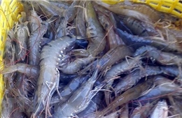 Giá tôm cuối vụ tăng kỷ lục