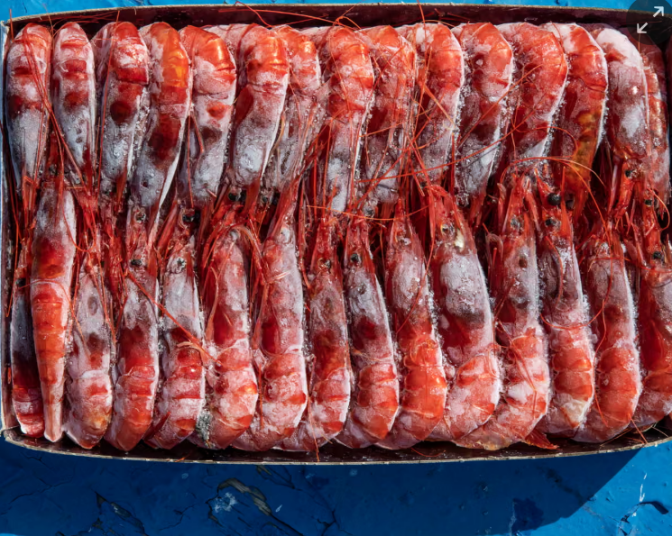 Khủng hoảng tôm nhiễm phóng xạ: Indonesia đối mặt với khu công nghiệp bị ô nhiễm