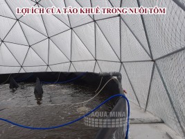 Lợi ích của tảo khuê trong nuôi tôm