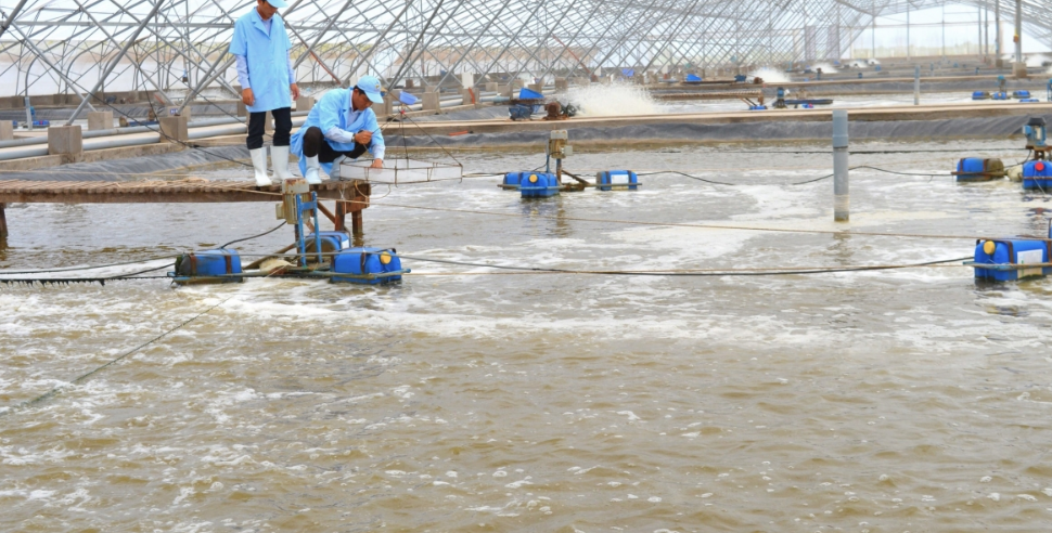 Ngành tôm Cà Mau hướng tới tăng trưởng 'xanh