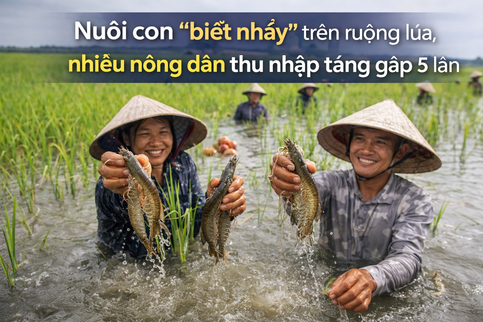 Nuôi con “biết nhảy” trên ruộng lúa, nhiều nông dân thu nhập tăng gấp 5 lần