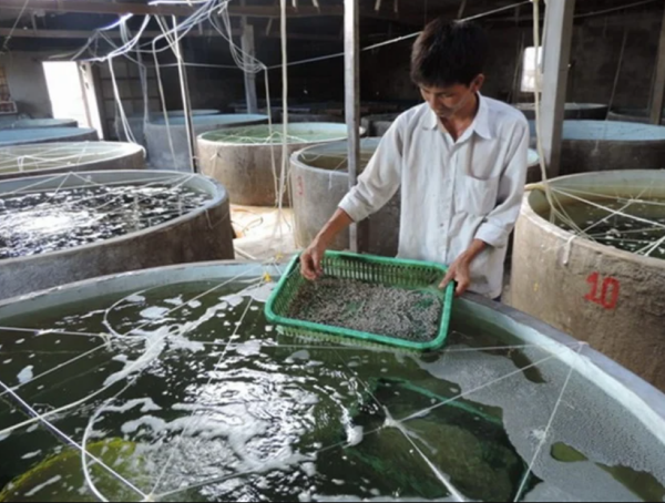 Tái cấu trúc sản xuất giống để ngành thủy sản tăng sức cạnh tranh