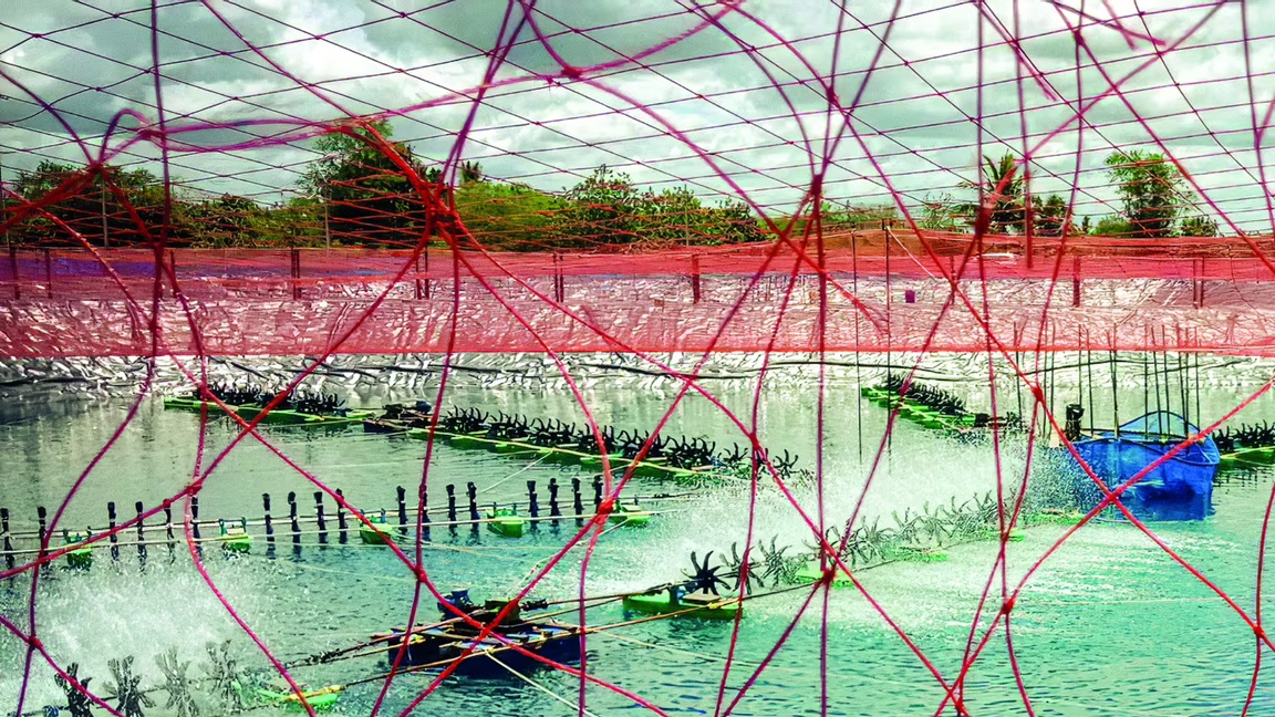 Thái Lan đặt mục tiêu nâng sản lượng tôm lên 400.000 tấn năm 2026