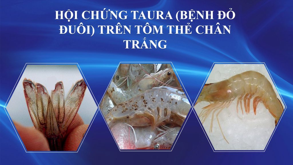 Tìm hiểu về Virus Hội chứng Taura (TSV) ở tôm thẻ chân trắng