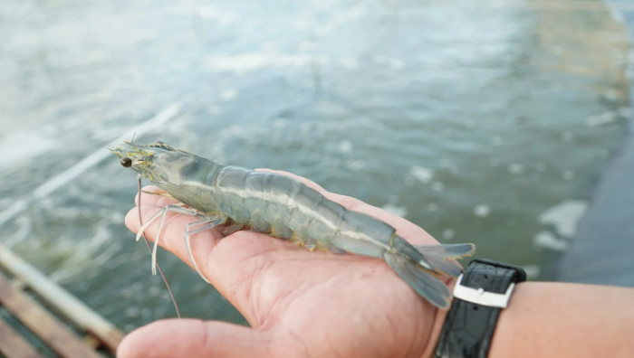 Tôm thẻ đối mặt với WSSV: Khi mật độ và môi trường cùng biến động