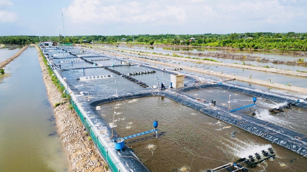 Tôm tuần hoàn RAS-IMTA giúp Cà Mau nâng năng suất, giảm phát thải, bảo vệ môi trường, đáp ứng chuẩn xuất khẩu, hướng tới nền thủy sản xanh bền vững