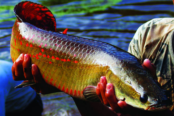 Triển vọng nuôi cá hải tượng Arapaima