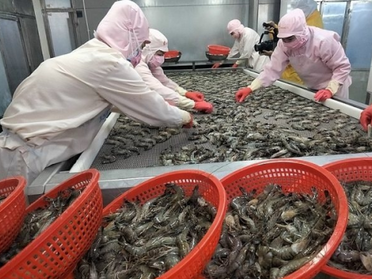 Xuất khẩu sản phẩm thủy sản của Ấn Độ tăng 16% nhờ các thị trường mới bù đắp mức giảm tại Mỹ